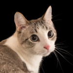 CleverCat