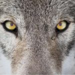 GreyWolf