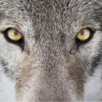 GreyWolf