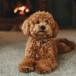 LilPeanut