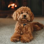 LilPeanut