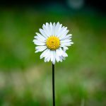 tinyblossom